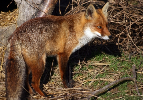 A Fox